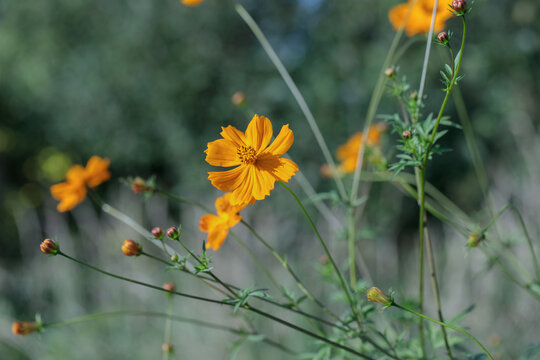 Orange blossom of a sulfur cosmos (Cosmos sulphureus) in a garden.