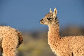 Portrait von einem Baby Guanako in der Sonne