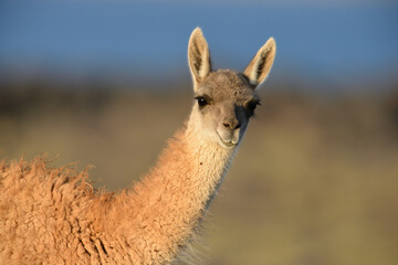 Portrait von einem jungen Guanako in der Abendsonne in Argentinien