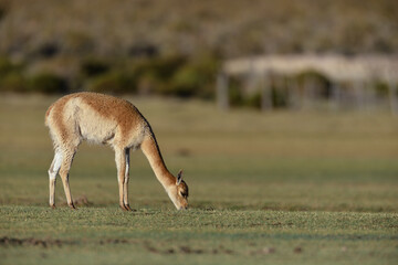 Vicuña frisst Gras in der argentinischen Puna