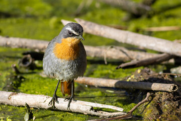 Cape robin-chat (Dessonornis caffer)  in a wetland looking for food
