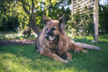Stary pies, owczarek niemiecki odpoczywający w zielonym ogrodzie
