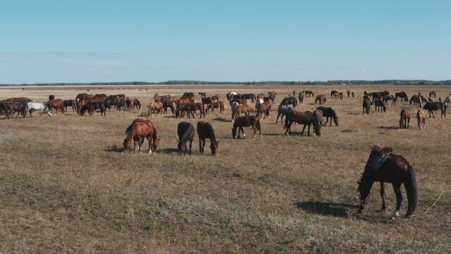 This stock video shows a herd of horses grazing in the steppe on a sunny summer day. This video will decorate your projects related to nature, pets, horses, animal husbandry, horse breeding.