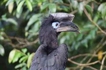 Black-casqued hornbill