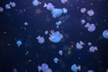 A group of beautiful jellyfish swimming in deep blue water. Theriology, tourism, diving, underwater life.
