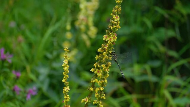 Rare dragonfly Cordulegaster bidentata on yellow Verbascum nigrum flowers