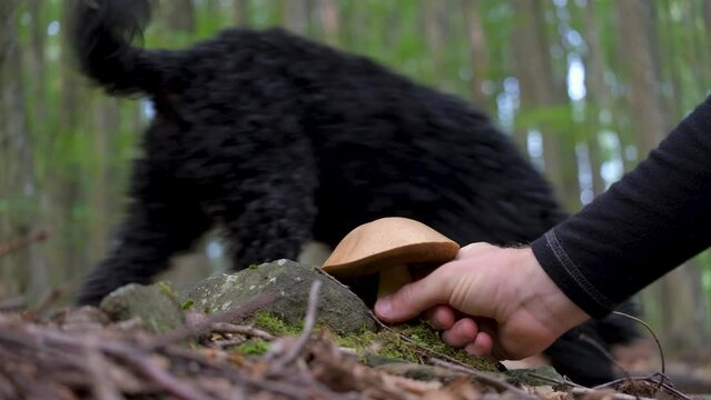 A man's hand appears and twists the mushroom out of the ground a black poodle appears in the background. Mushroom picker's with dog in forest