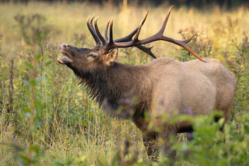 Bull Elk Bugle