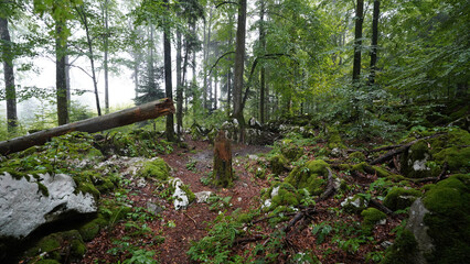 Baza 20 musuem in a misty forest in Kočevski Rog, Slovenia.