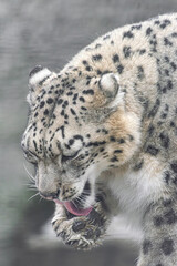 Snow Leopard, (Panthera uncia), licking his paw, cleaning time