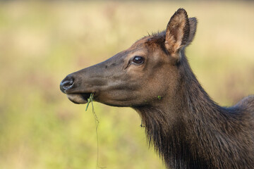 Cow Elk Eating Grass