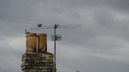 birds  on the roof