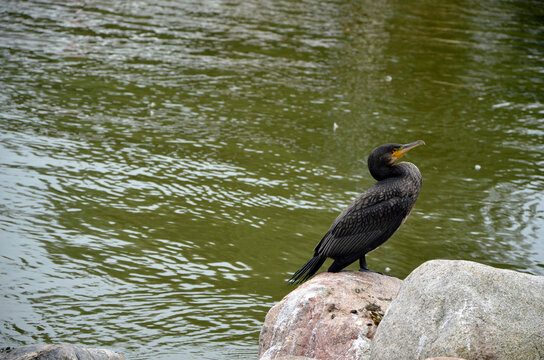 Kormoran nad jeziorem rzeką latem