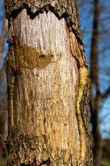 Wydrapana kora na drzewie © Mateusz