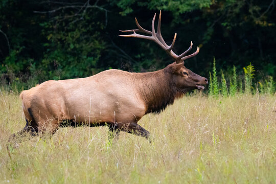 Bull Elk Running