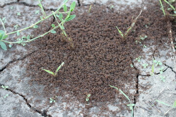 A dirt patch with a few plants growing in it