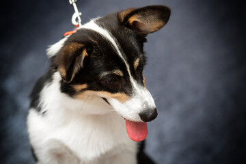 Welsh Corgi dog looking down