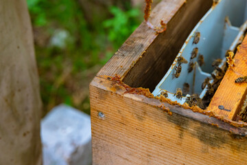 Raw bee glue or propolis on the wooden beehive in focus - obrazy, fototapety, plakaty
