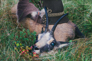 happy hunting - the celebrate of a hunting trophy from a old chamois female on the mountains at a...
