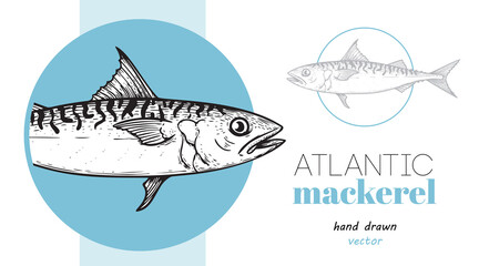 Hand drawn sketch style Atlantic Mackerel Design template. Fish restaurant menu element. Best for seafood market designs. Vector illustration.