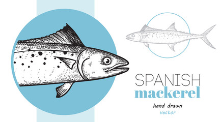 Hand drawn sketch style Spanish Mackerel design template. Fish restaurant menu element. Best for seafood market designs. Vector illustration.