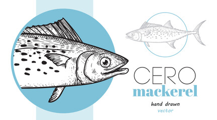 Hand drawn sketch style Cero Mackerel design template. Fish restaurant menu element. Best for seafood market designs. Vector illustration.
