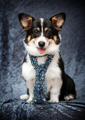 welsh corgi dog in scarf