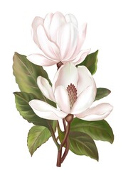 Hand draw and paint a branch of Magnolia flowers, soft pink and white color, illustration image.