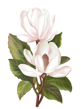 Hand draw and paint a branch of Magnolia flowers, soft pink and white color, illustration image.