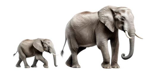 Fototapete Elefant Big elephant with a cute little elephant calf, cut out
