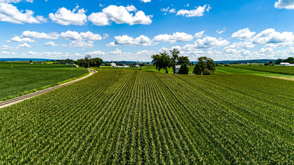 A Drone Low Angle of Rows of Corn, Waiting to be Harvested, on a Sunny Summer Day