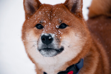 Siba dog in snow. Winter background with cute dog. Shiba Inu Japanese husky in winter