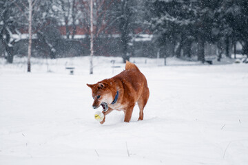 Siba dog in snow. Winter background with cute dog. Shiba Inu Japanese husky in winter