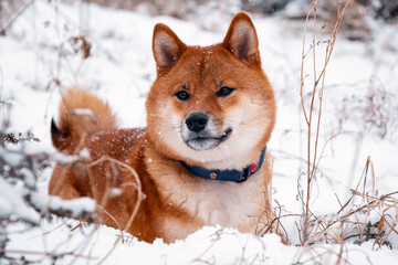 Siba dog in snow. Winter background with cute dog. Shiba Inu Japanese husky in winter