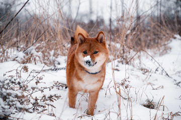 Siba dog in snow. Winter background with cute dog. Shiba Inu Japanese husky in winter