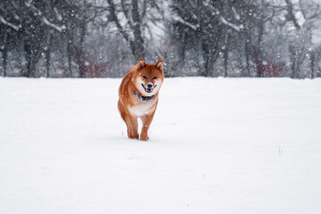 Siba dog in snow. Winter background with cute dog. Shiba Inu Japanese husky in winter