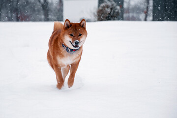 Siba dog in snow. Winter background with cute dog. Shiba Inu Japanese husky in winter