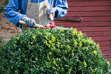 Woman with trimming shares pruning boxwood bushes, gardener  pruning   branches from decorative...