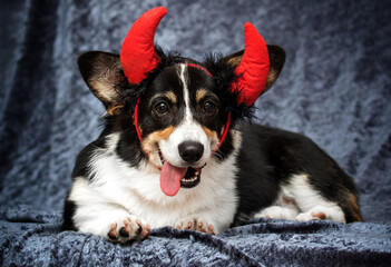 dog with horns for halloween welsh corgi