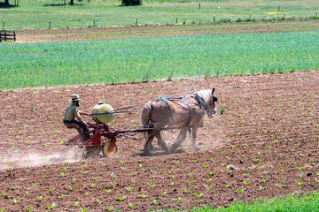 Obraz premium An Amish Farming Working the Fields With His Two Horses, on His Farm, on a Spring sunny Day