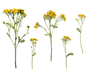 A set of flowers Common Tansy (Tanacetum vulgare) isolated on a white background. A set of elements...