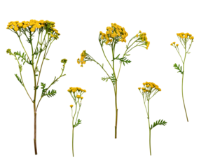 A set of flowers Common Tansy (Tanacetum vulgare) isolated on a white background. A set of elements for creating collage or design, postcards, floral arrangement, wedding cards and invitations.