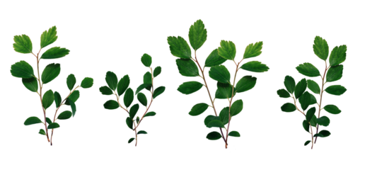 Set of green twigs of spirea with leaves on white background. Elements for creating designs, cards, patterns, floral arrangements, frames, wedding cards and invitations.