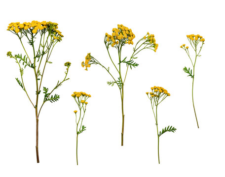 Fototapeta A set of flowers Common Tansy (Tanacetum vulgare) isolated on a white background. A set of elements for creating collage or design, postcards, floral arrangement, wedding cards and invitations.