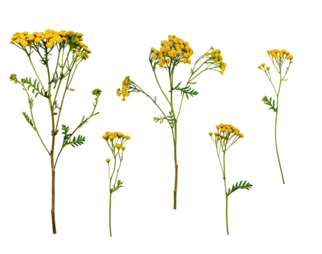 A set of flowers Common Tansy (Tanacetum vulgare) isolated on a white background. A set of elements for creating collage or design, postcards, floral arrangement, wedding cards and invitations.
