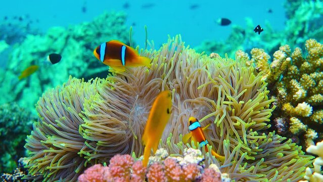 clownfish  against the background of Anemone 