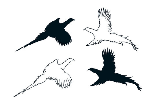 Pheasant bird flying line drawing and silhouette collection. Vector icon logo illustration