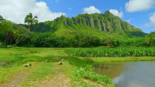 Taro fields in Hawaii