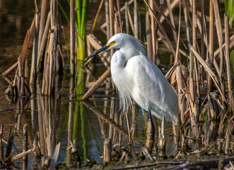 Snowy Egret