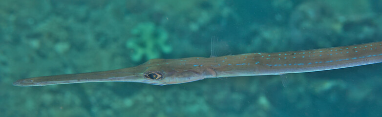 Cornet or flutemouth fish in the water